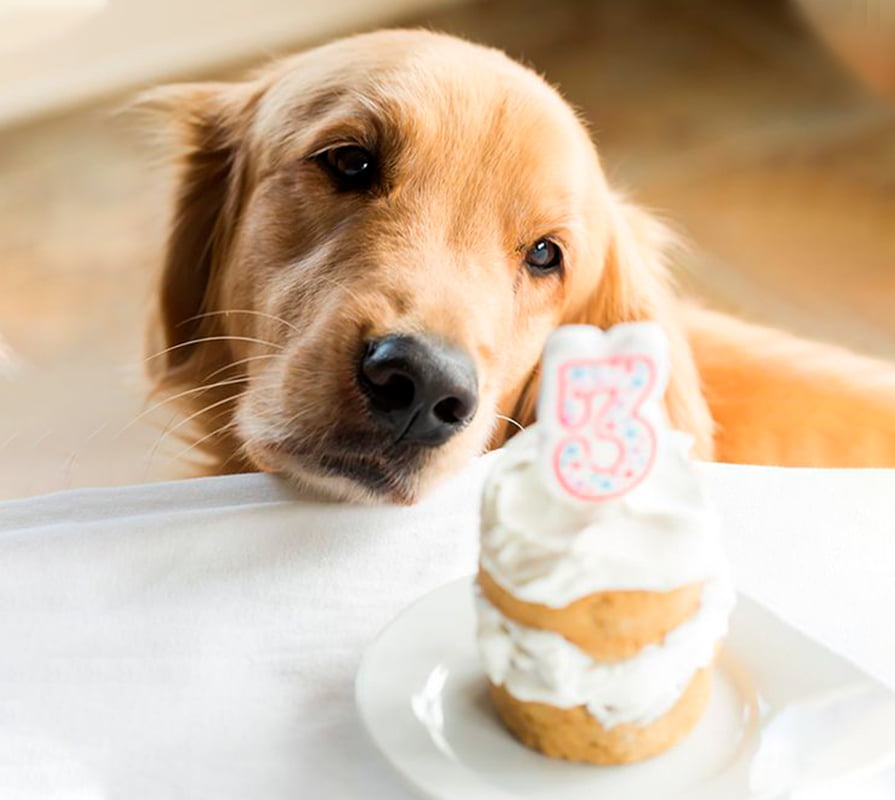Receta de pastel para perros y celebrar su día con un rico postre